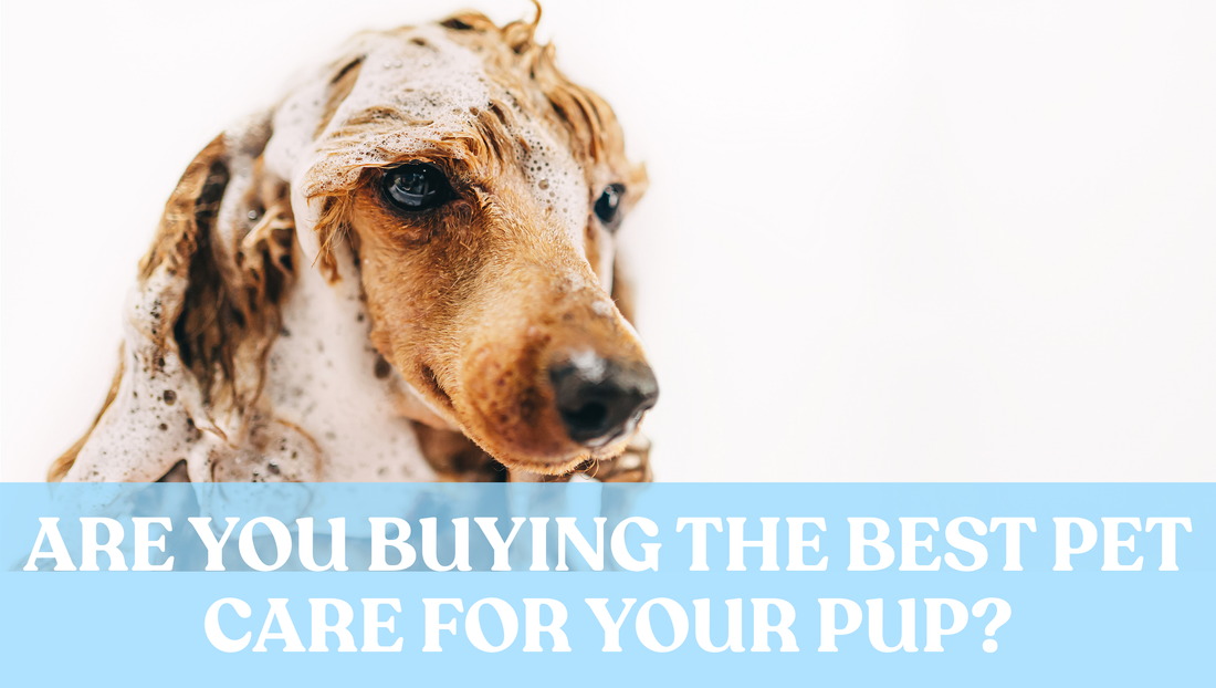 Are You Buying The Best Pet Care For Your Pup?