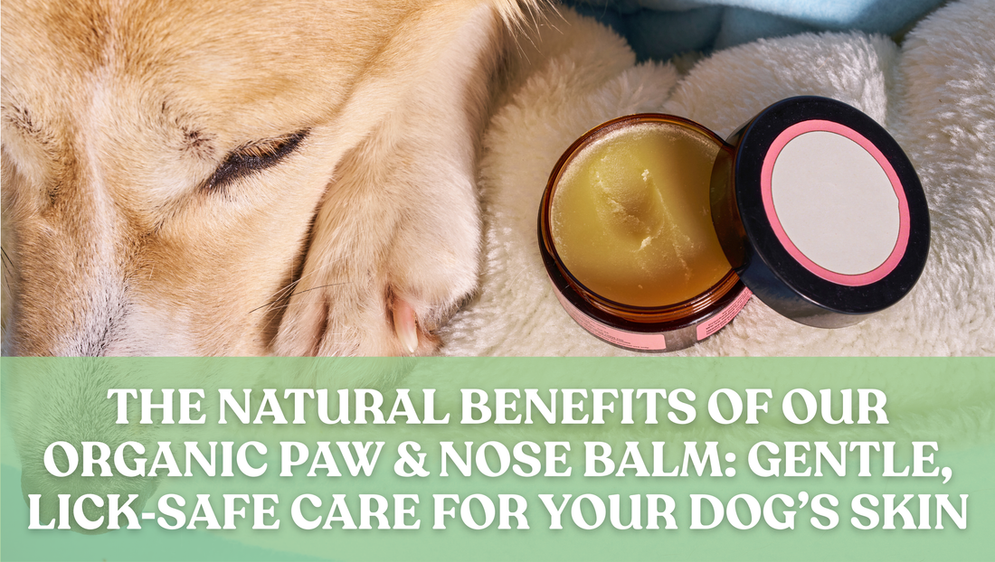 The Natural Benefits of Our Organic Paw & Nose Balm: Gentle, Lick‑Safe Care for Your Dog’s Skin