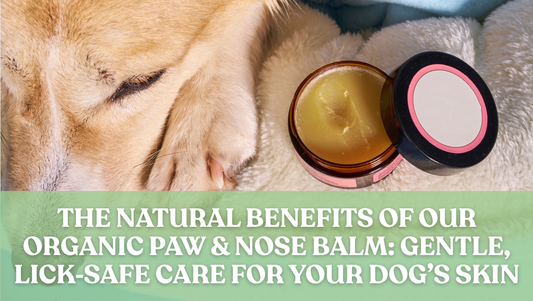 The Natural Benefits of Our Organic Paw & Nose Balm: Gentle, Lick‑Safe Care for Your Dog’s Skin