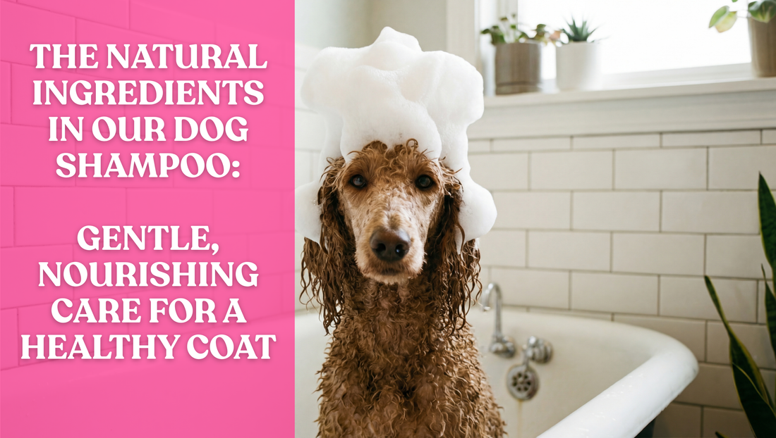 The Natural Ingredients in Our Dog Shampoo: Gentle, Nourishing Care for a Healthy Coat