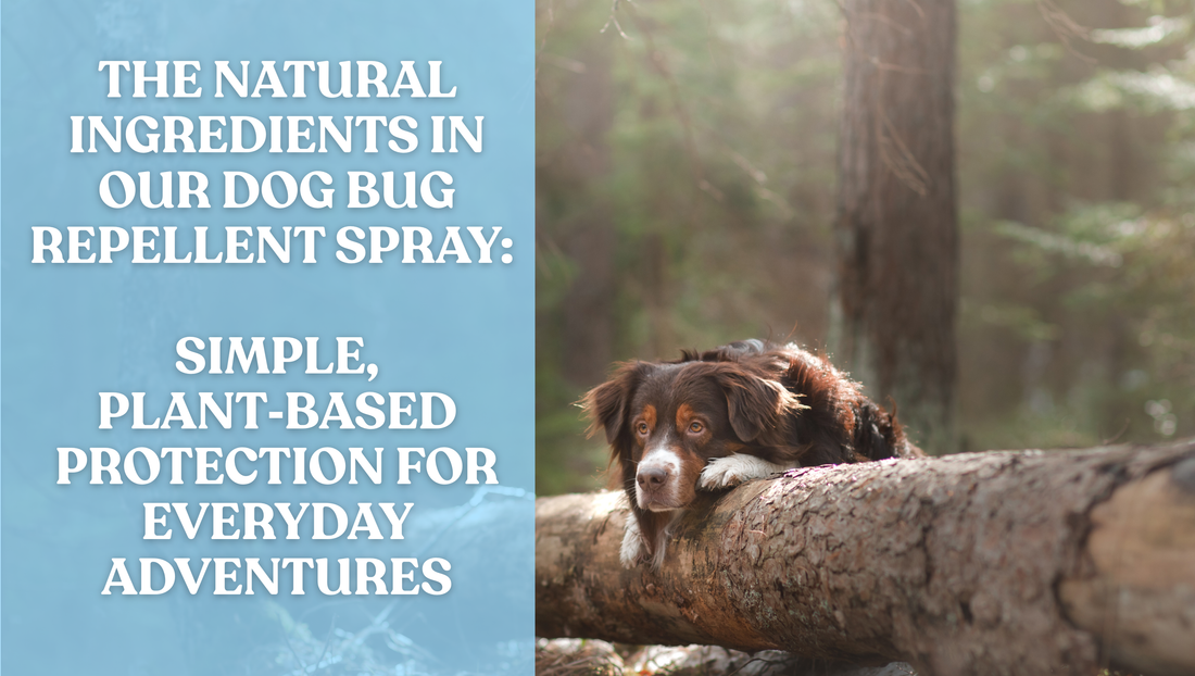 The Natural Ingredients in Our Dog Bug Repellent Spray: Simple, Plant‑Based Protection for Everyday Adventures