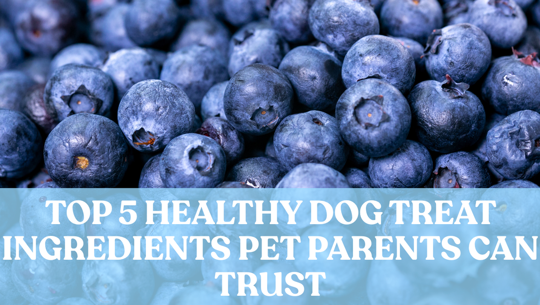 Top 5 Healthy Dog Treat Ingredients Pet Parents Can Trust