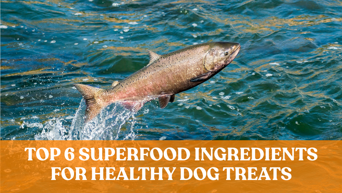 Top 6 Superfood Ingredients for Healthy Dog Treats