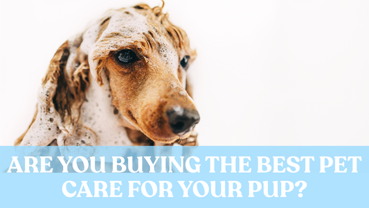 Are You Buying The Best Pet Care For Your Pup?