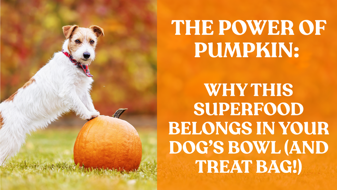 The Power of Pumpkin: Why This Superfood Belongs in Your Dog’s Bowl (and Treat Bag!)