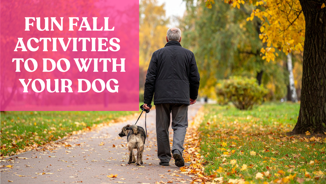 Fun Fall Activities to Do with Your Dog